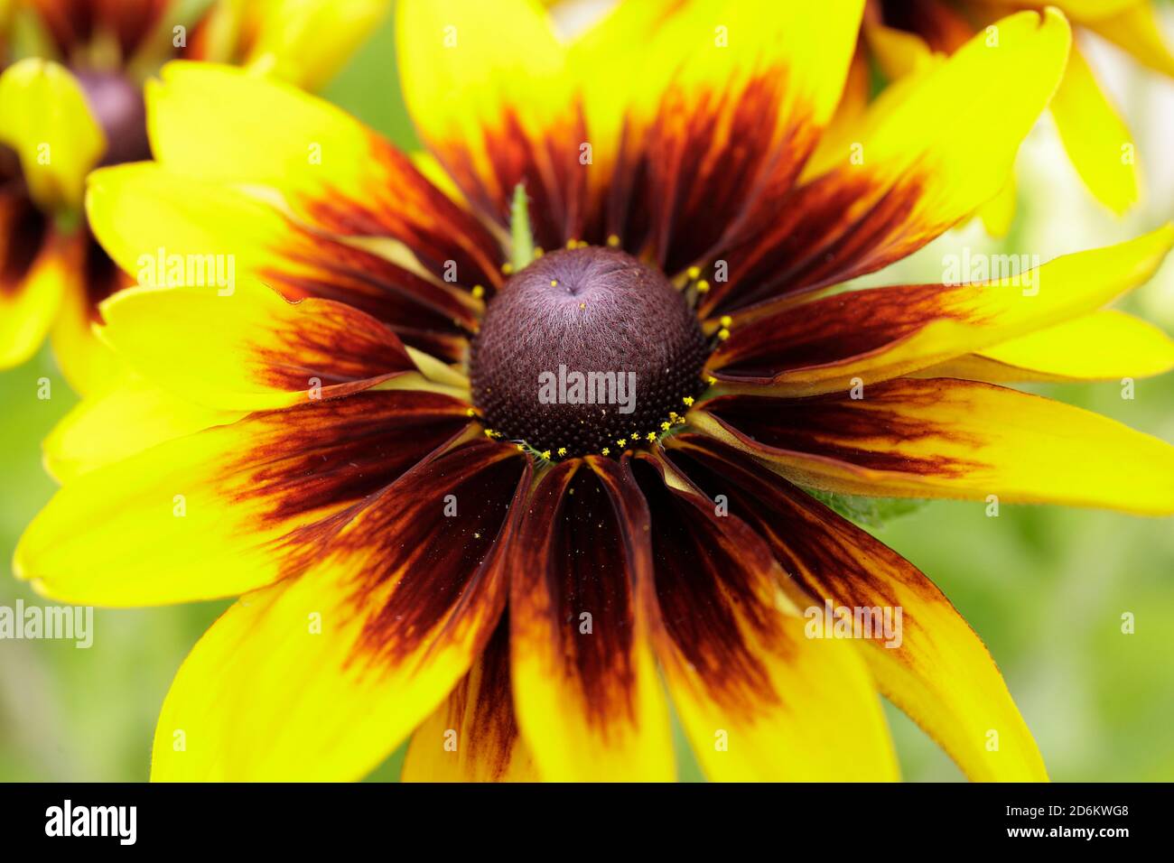 Rudbeckia hirta 'Rustic Dwarf'. Coneflowers exposés dans un jardin à la fin de l'été. ROYAUME-UNI Banque D'Images