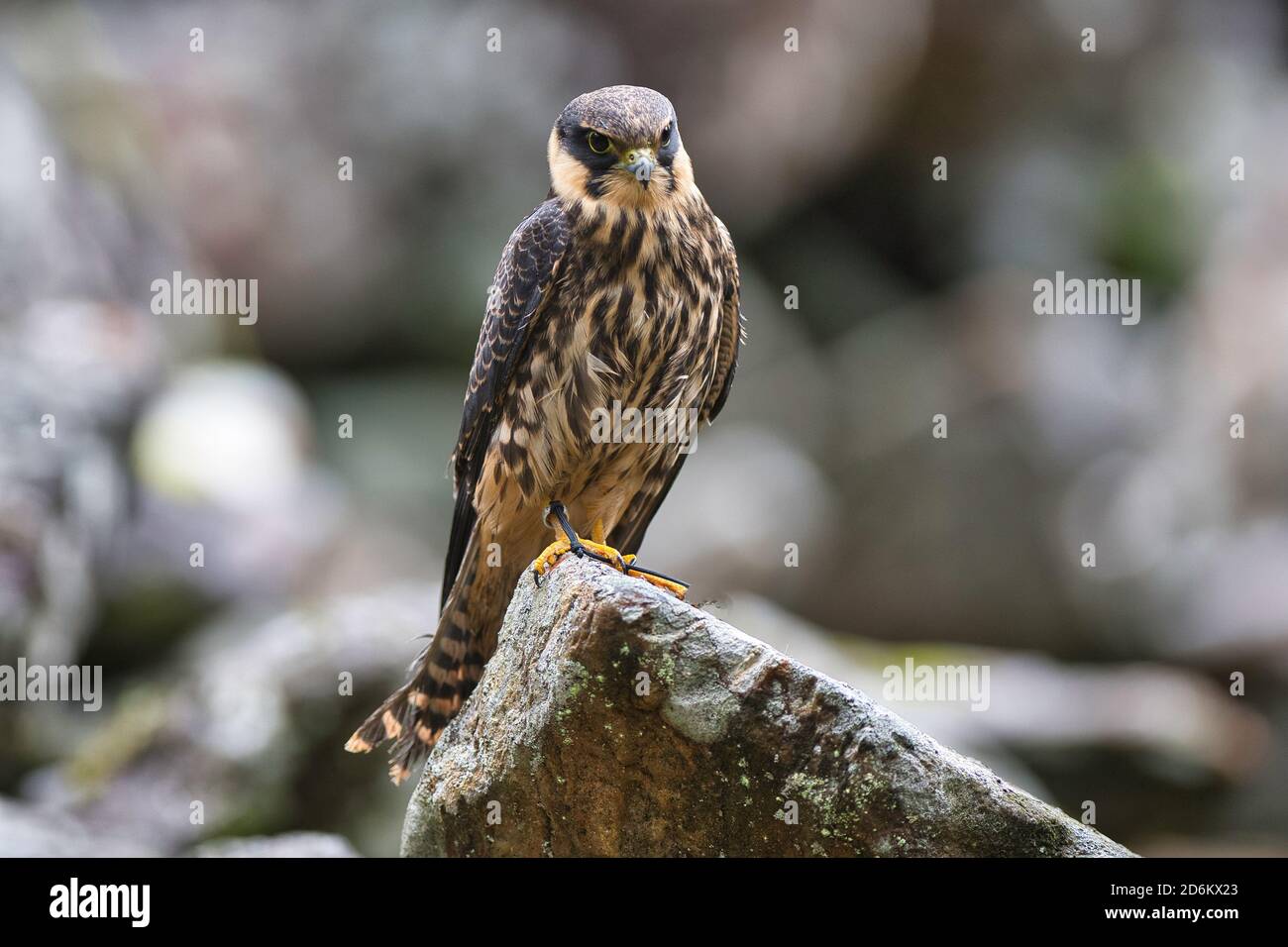 Vogel, oiseau, Falcon, Falke, Lerchenfalke, Baumfalke, Falco subbuteo, passe-temps eurasien, Predator, Hunter, Banque D'Images