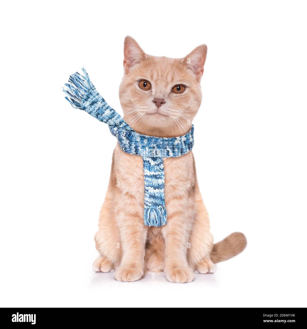 Chien teckel saucisse en attente de propriétaire à jouer et d'aller marcher avec une laisse, isolé sur fond blanc à l'automne ou à l'automne avec les feuilles et le vent Banque D'Images
