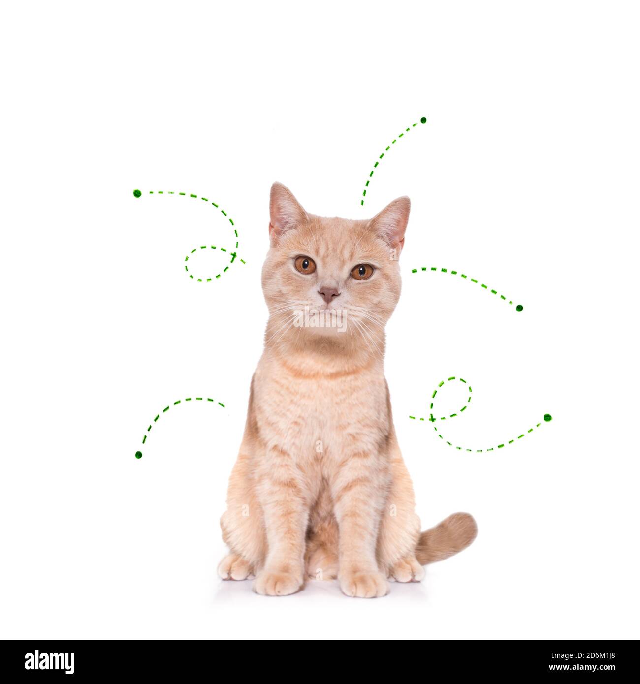 Chaton De Chat Considerant Le Probleme Des Insectes De Tiques Et Des Puces Pres De Rayer Sa Peau Ou Fourrure Isole Sur Fond Blanc Photo Stock Alamy