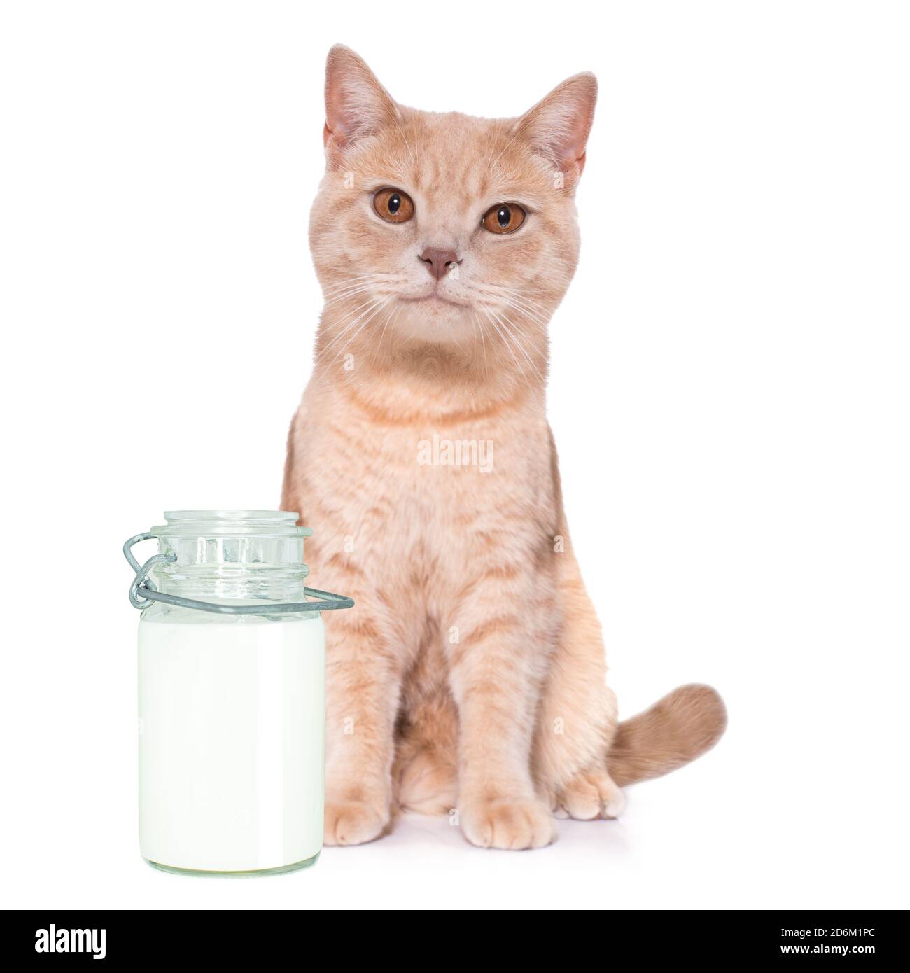 chaton de chat affamé en plus du lait en bouteille pour le repas Banque D'Images