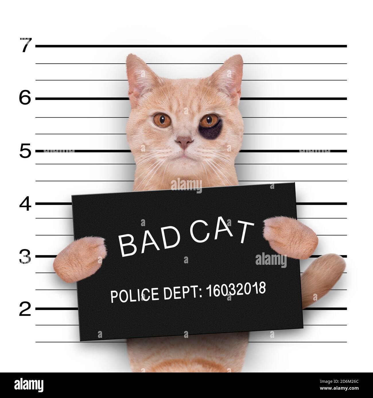 chat kitten chaton tenant une bannière du département de police , comme une photo de coup de feu, au bureau de police Banque D'Images