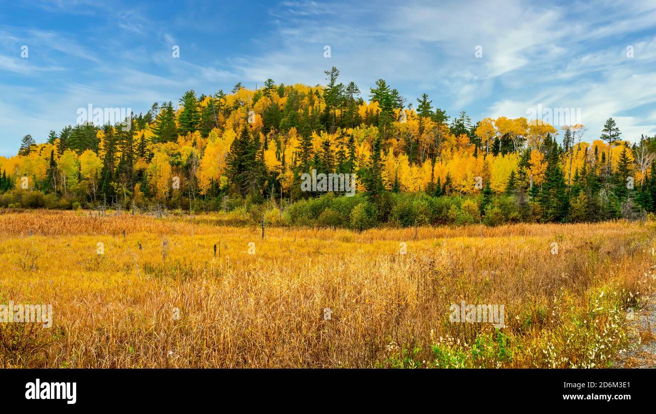Couleur du feuillage d'automne près de Nestor Falls, Ontario, Canada. Banque D'Images