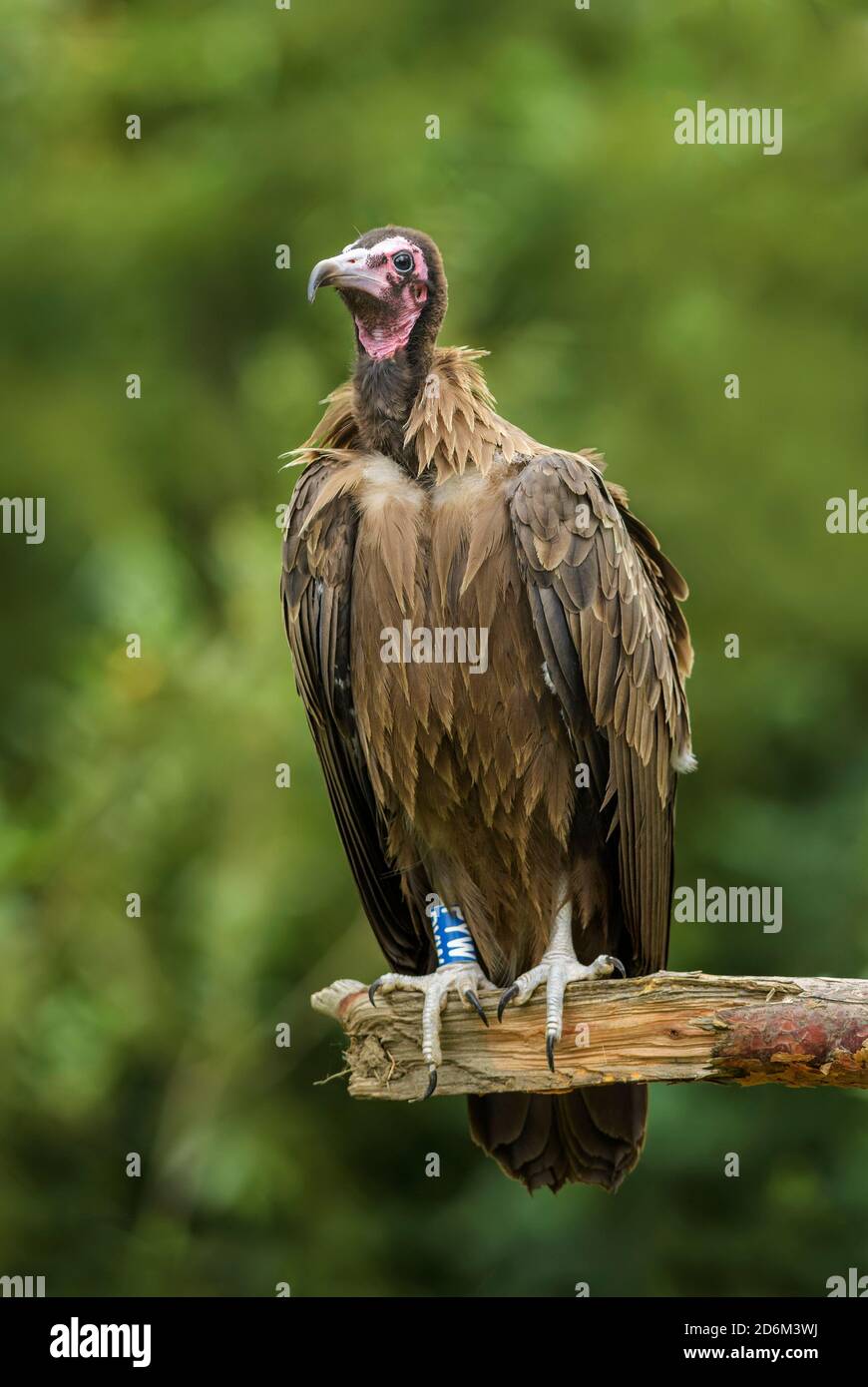 Vautour à capuchon - Necrosyrtes monachus, espèce de vautour du Vieux-monde en danger critique provenant de forêts et de terres boisées africaines, Éthiopie. Banque D'Images