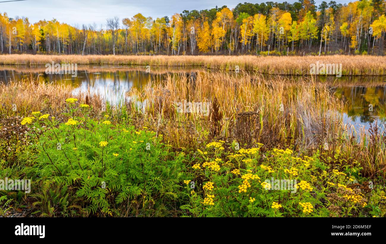 Couleur du feuillage d'automne près de Nestor Falls, Ontario, Canada. Banque D'Images