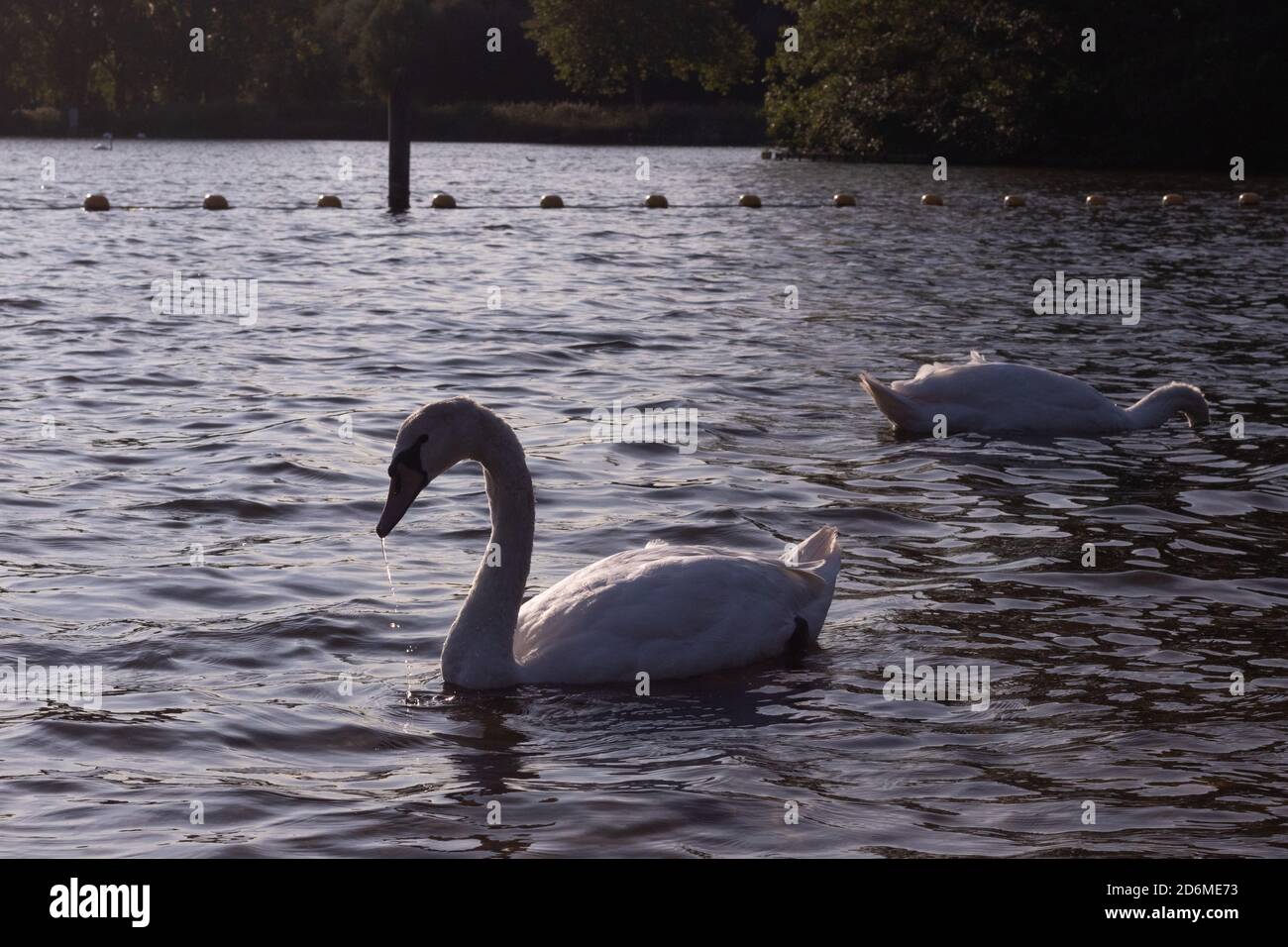 nage dans un lac le matin ensoleillé Banque D'Images