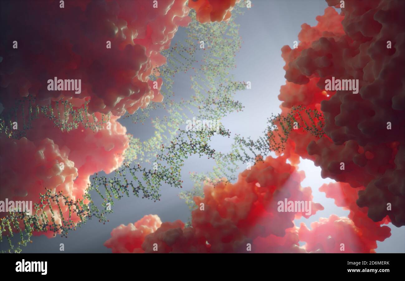 L'ADN, porteur d'instructions génétiques, réside dans le noyau cellulaire où il interagit avec diverses protéines dans divers processus, comme la réplication. Banque D'Images