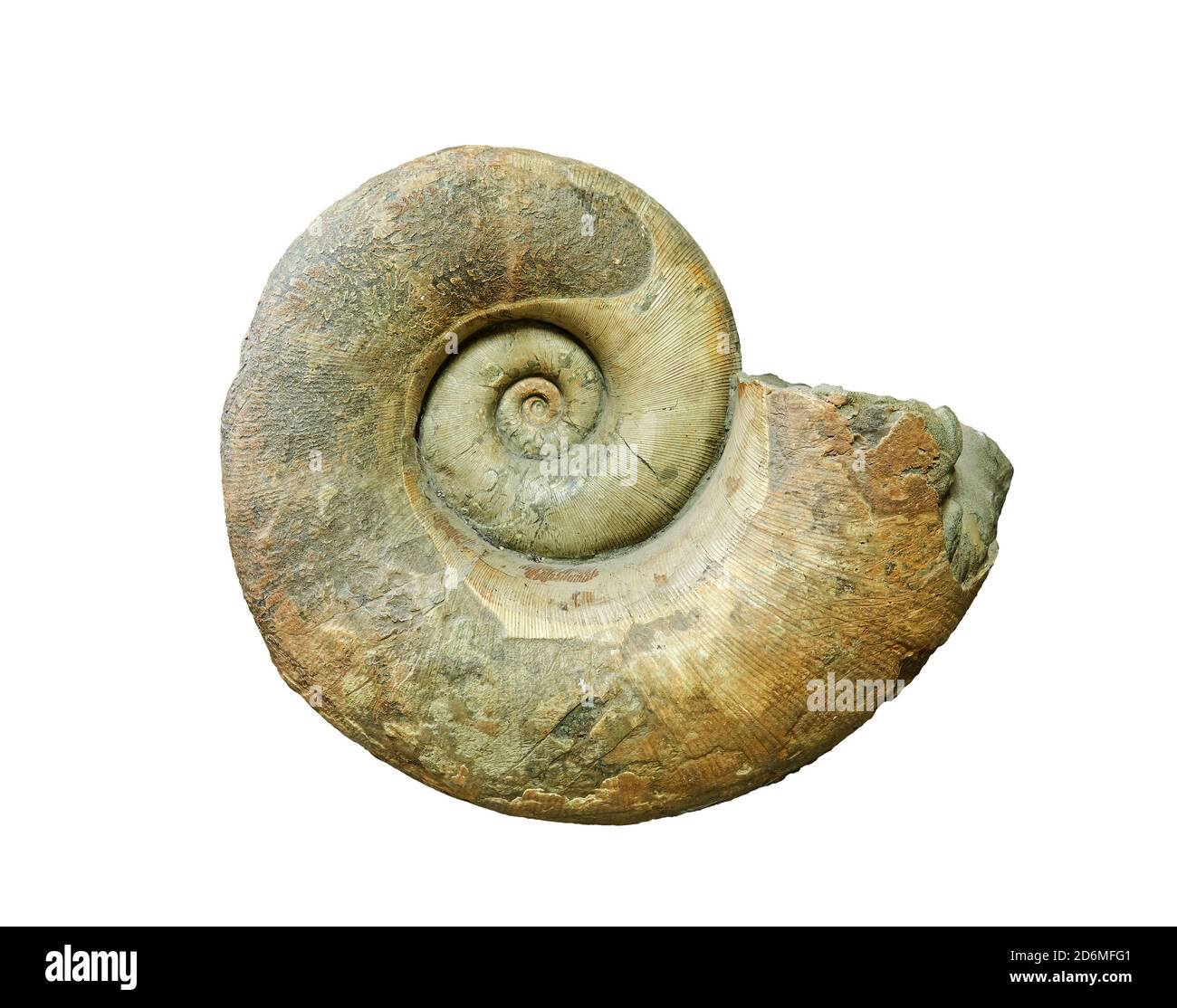 grande coquille fossilisée d'ammonite de mollusque éteinte isolée sur blanc arrière-plan Banque D'Images