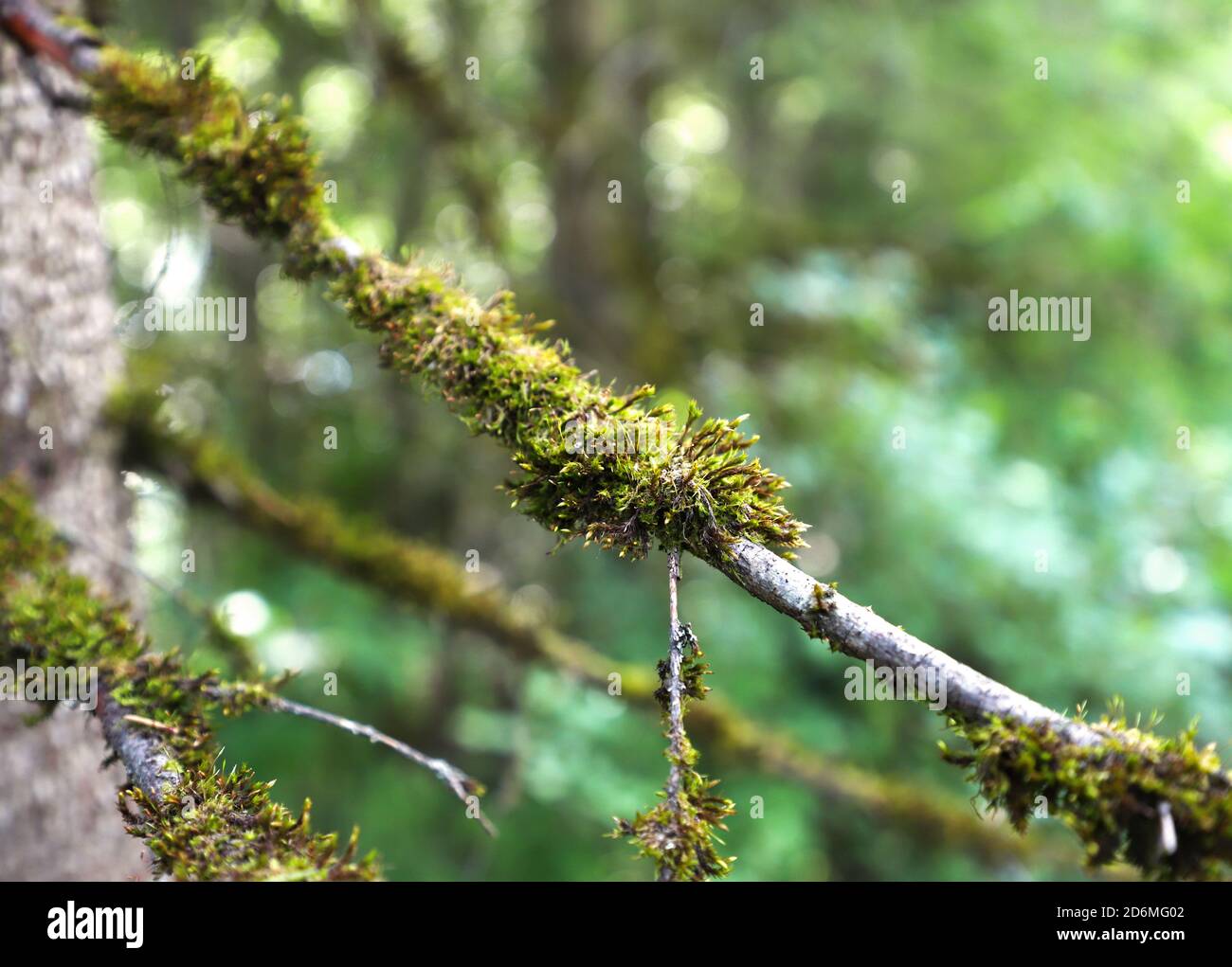 Lichen vert jaunâtre et mousse sur une branche d'arbre en forêt Banque D'Images Lichen vert jaunâtre et mousse sur une branche d'arbre en forêt Banque D'Images