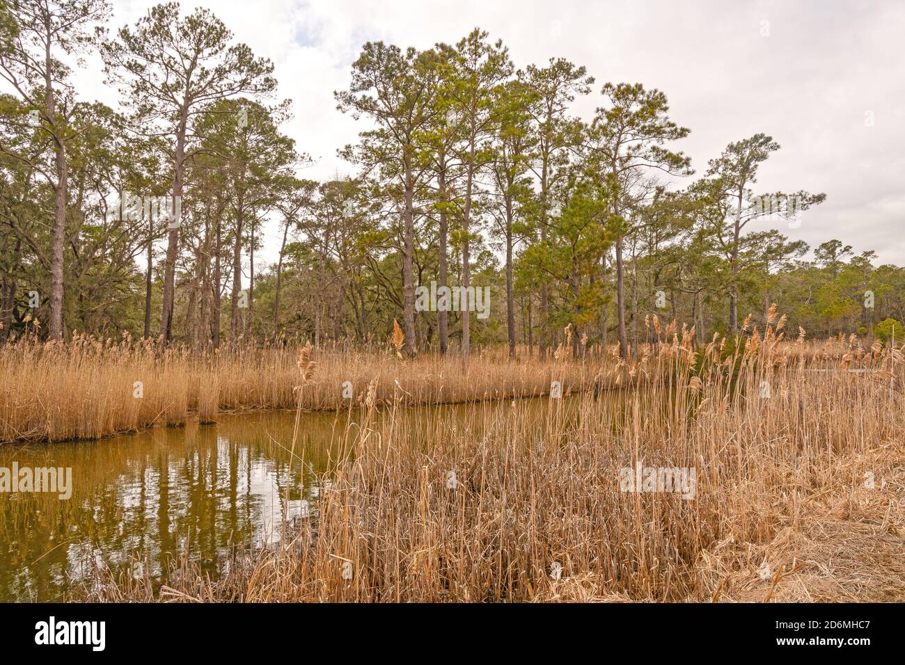 Pin des marais le long d'un Bayou côtières dans la Santee Coastal Réserver en Caroline du Sud Banque D'Images