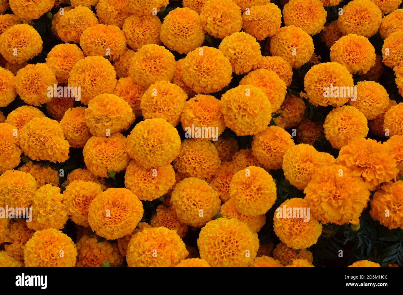 Au Mexique, les marigolds, connus sous le nom de « la fleur des morts », sont largement utilisés pour décorer les tombes pendant la célébration du jour des morts. Banque D'Images