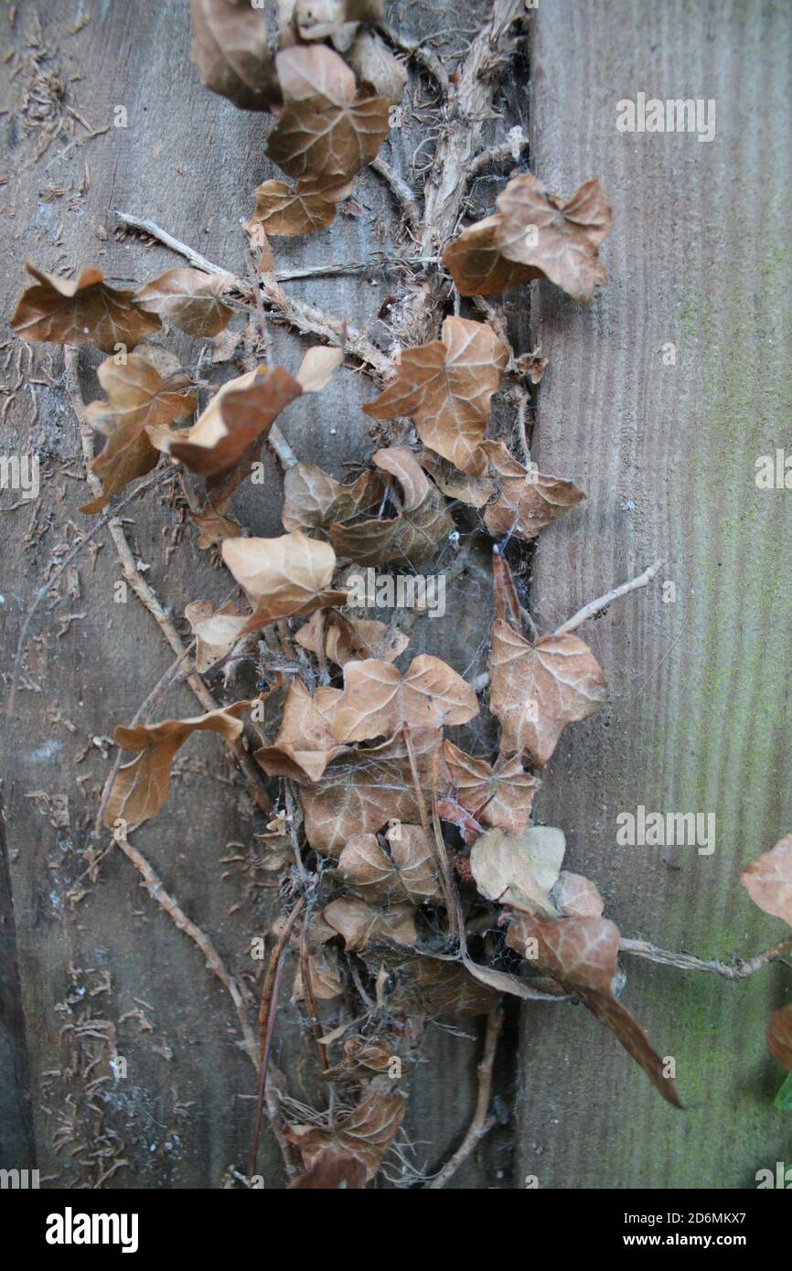 Gros plan de feuilles de lierre séchées sur une ancienne clôture en bois  avec des couleurs de mousse verte et des feuilles mortes brunes vieillies  Et clôture en bois jardin biologique automne