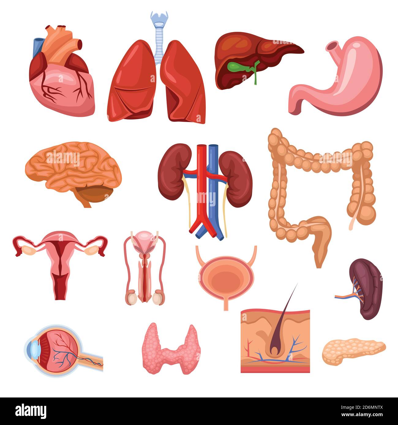 Organes internes humains. Illustration des symboles anatomiques plats vectoriels. Ensemble d'icônes isolées. Illustration de Vecteur