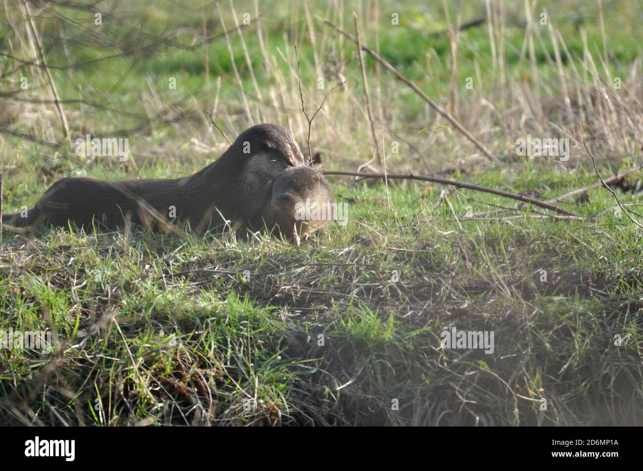 Loutre européenne dans l'habitat naturel Banque D'Images