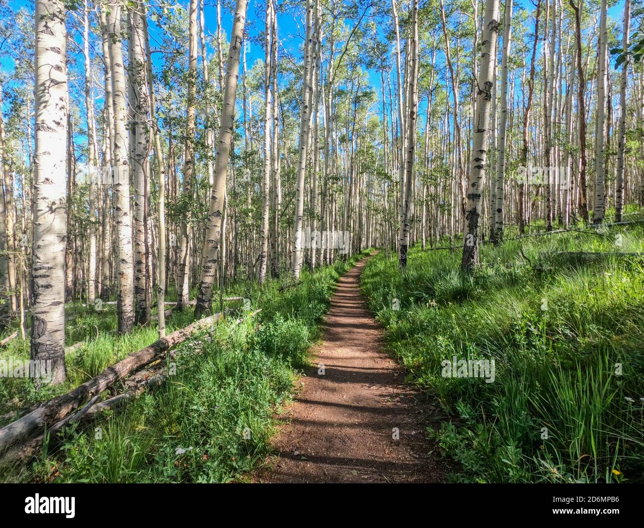 Forêt d'Aspen sur le Colorado Trail, Colorado, États-Unis Banque D'Images