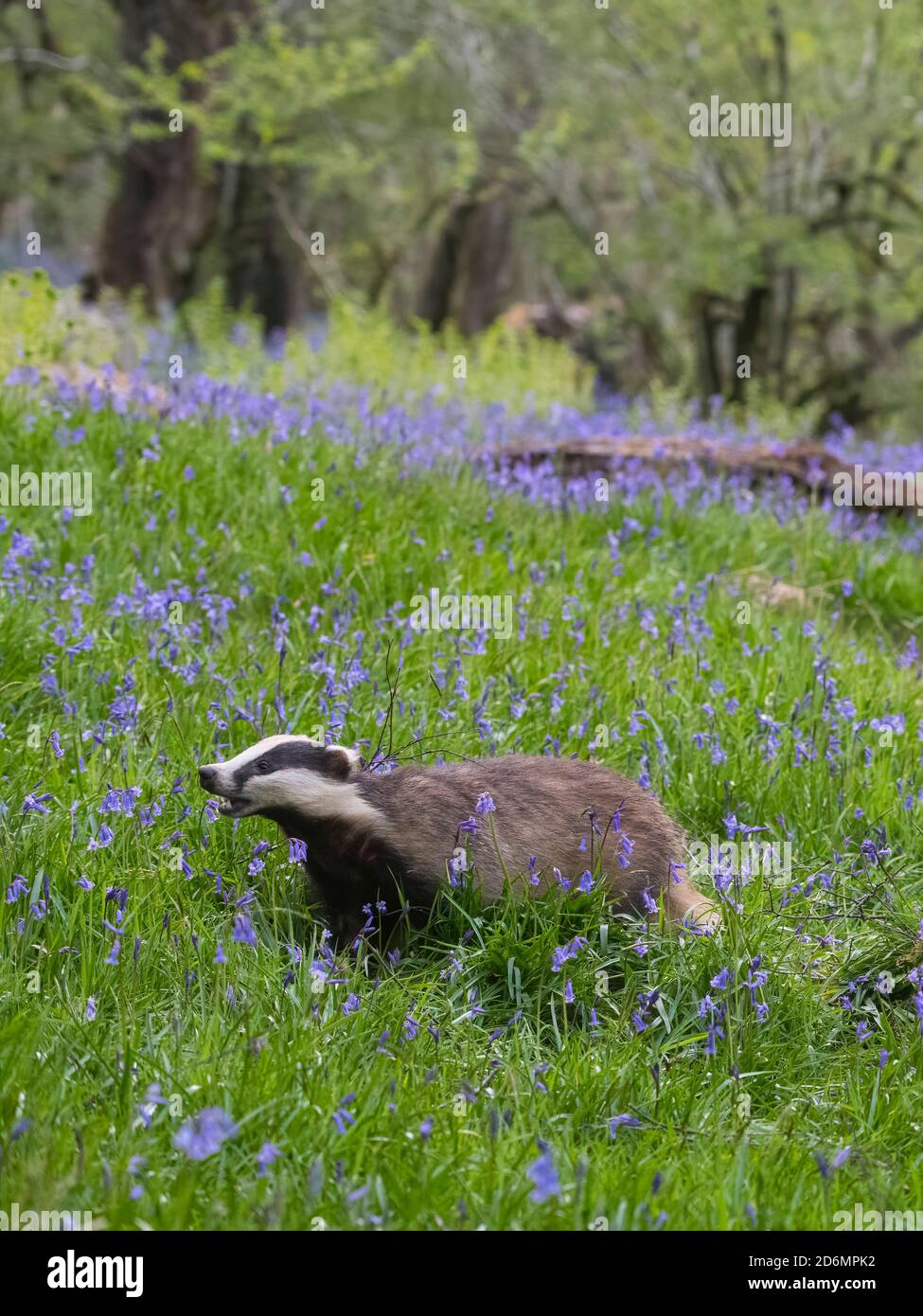 Badger à la recherche de nourriture à bluebell Woodland, Dumfries & Galloway, Écosse Banque D'Images