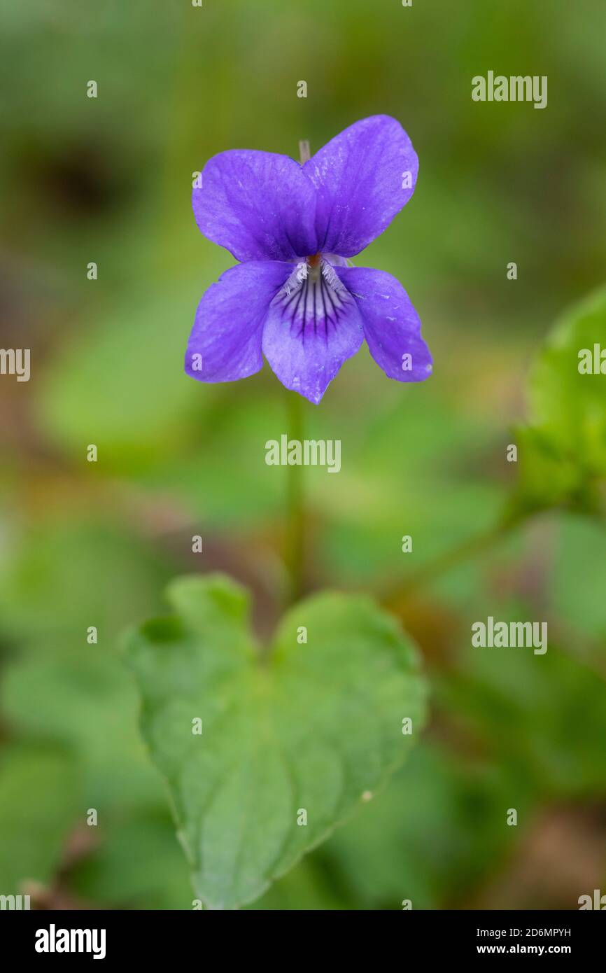 Chien-violet commun, Viola riviniana, dans les bois, Dumfries & Galloway, Écosse Banque D'Images