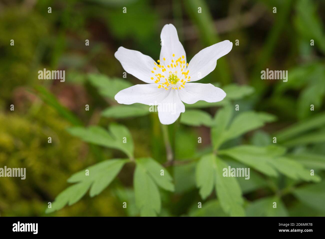 Wood Anemone, Anemone nemorosa, dans les bois, Dumfries & Galloway, Écosse Banque D'Images