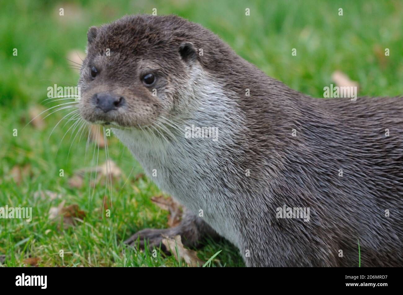 Habitat De La Loutre Banque D image Et Photos Alamy habitat-de-la-loutre-banque-d-image-et-photos-alamy