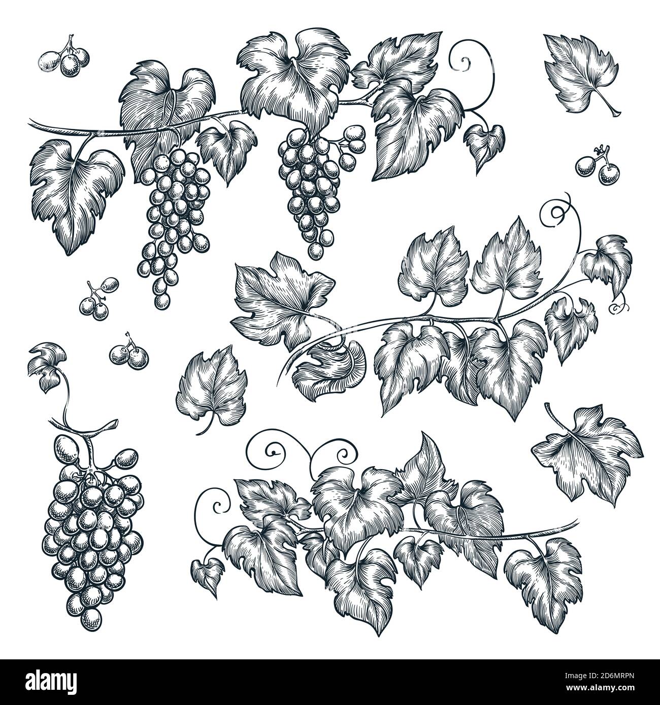 Illustration vectorielle d'esquisse de vigne. Éléments de conception isolés dessinés à la main. Illustration de Vecteur