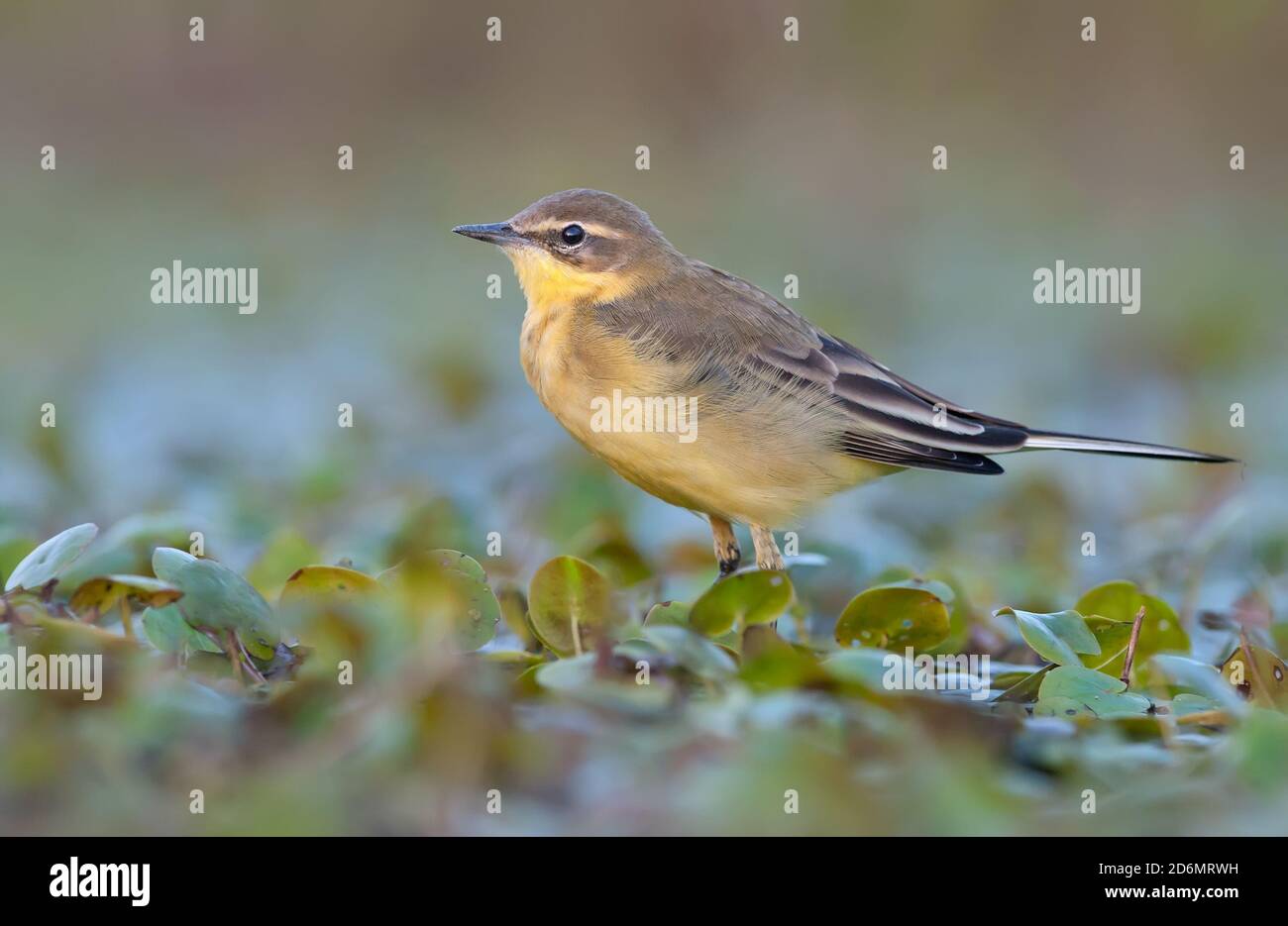 Queue de cheval jaune occidental (motacilla flava) promenade en soirée sur les plantes d'eau humide Banque D'Images