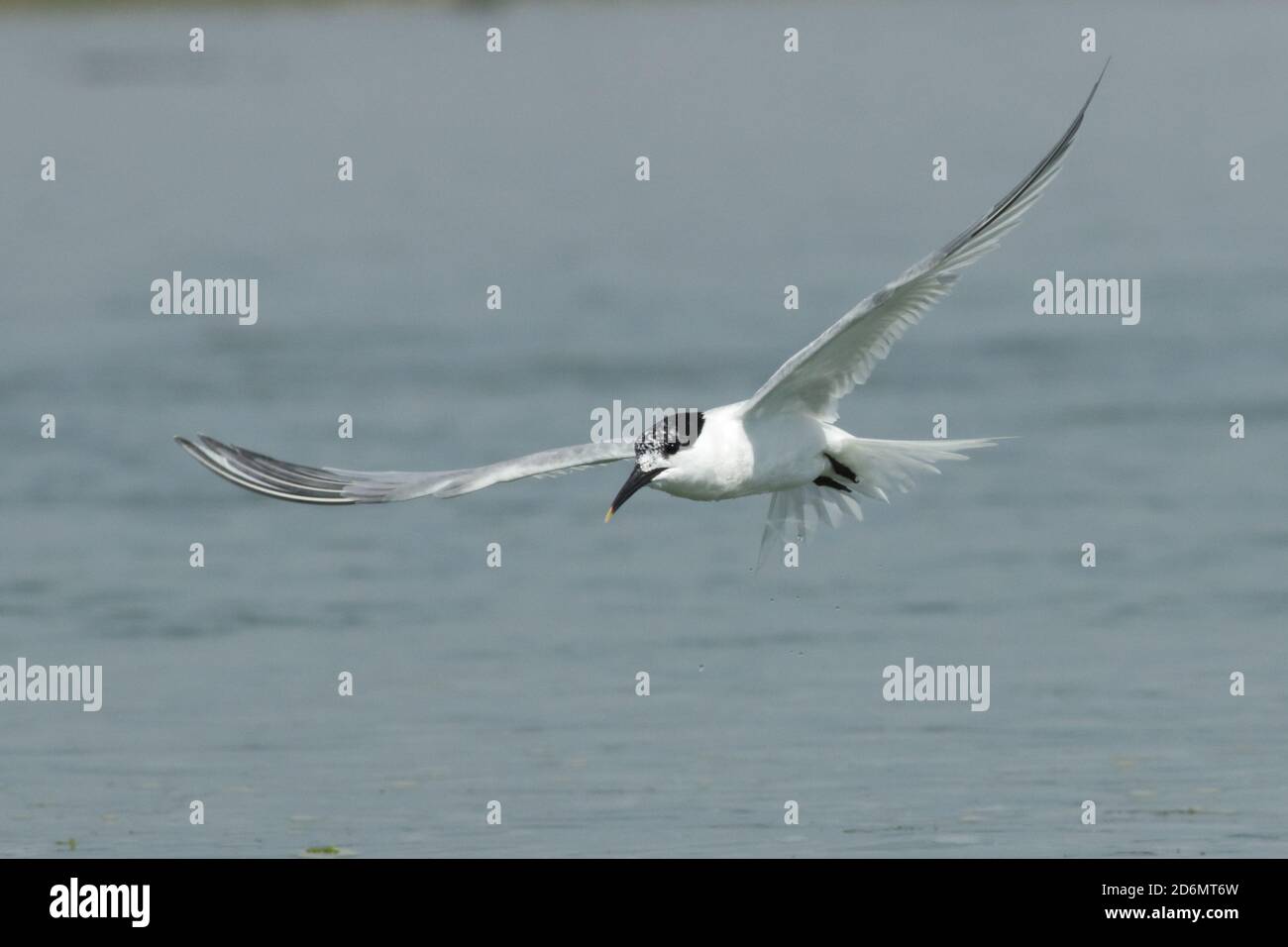 Sandwich (Thalasseus sandvicensis) Banque D'Images