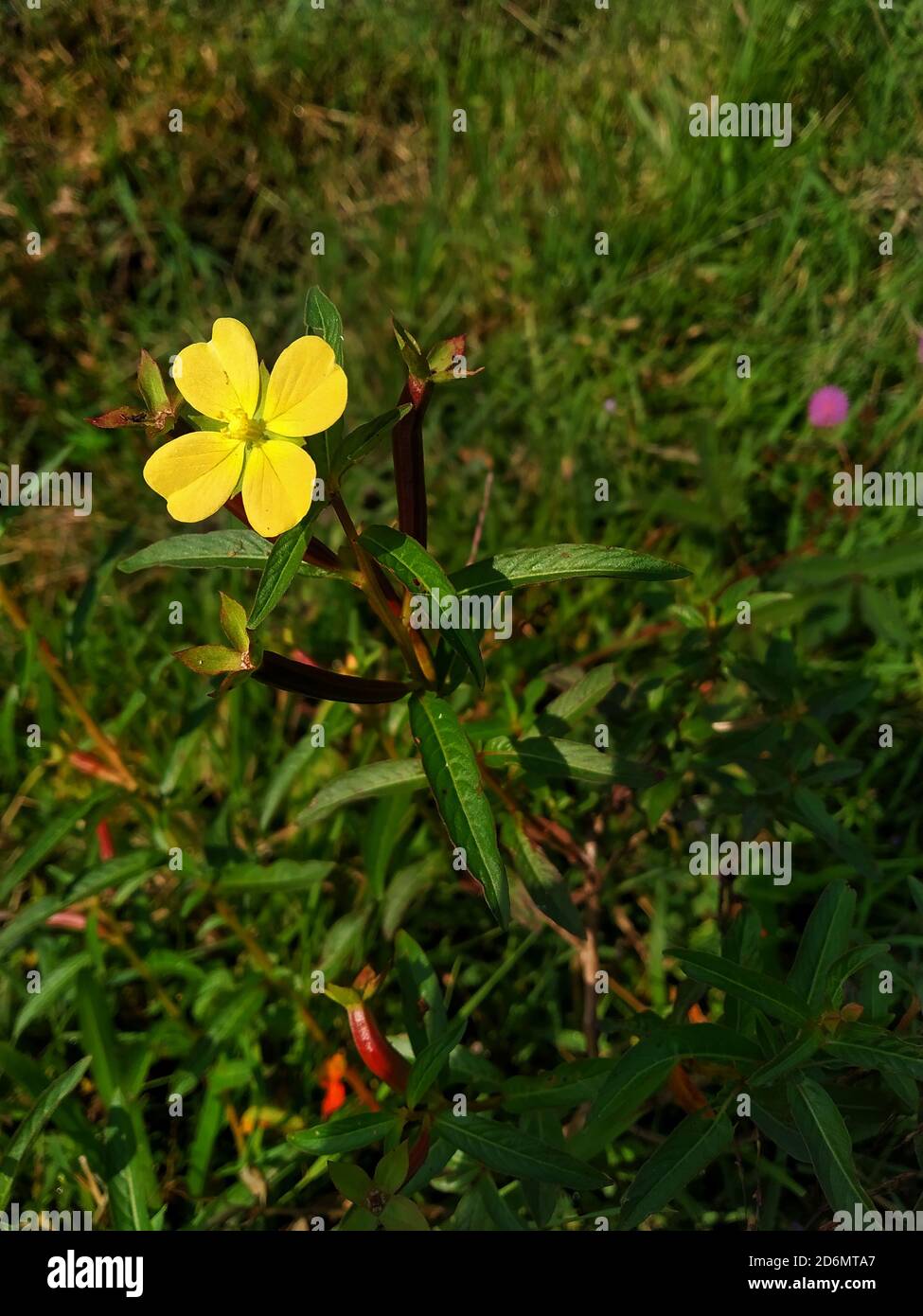 Fleur jaune Ludwigia octovalvis est une espèce herbacée. Ludwigia octovalvis appartient au genre ludwigor et à la famille des plantes de Downyx. Banque D'Images