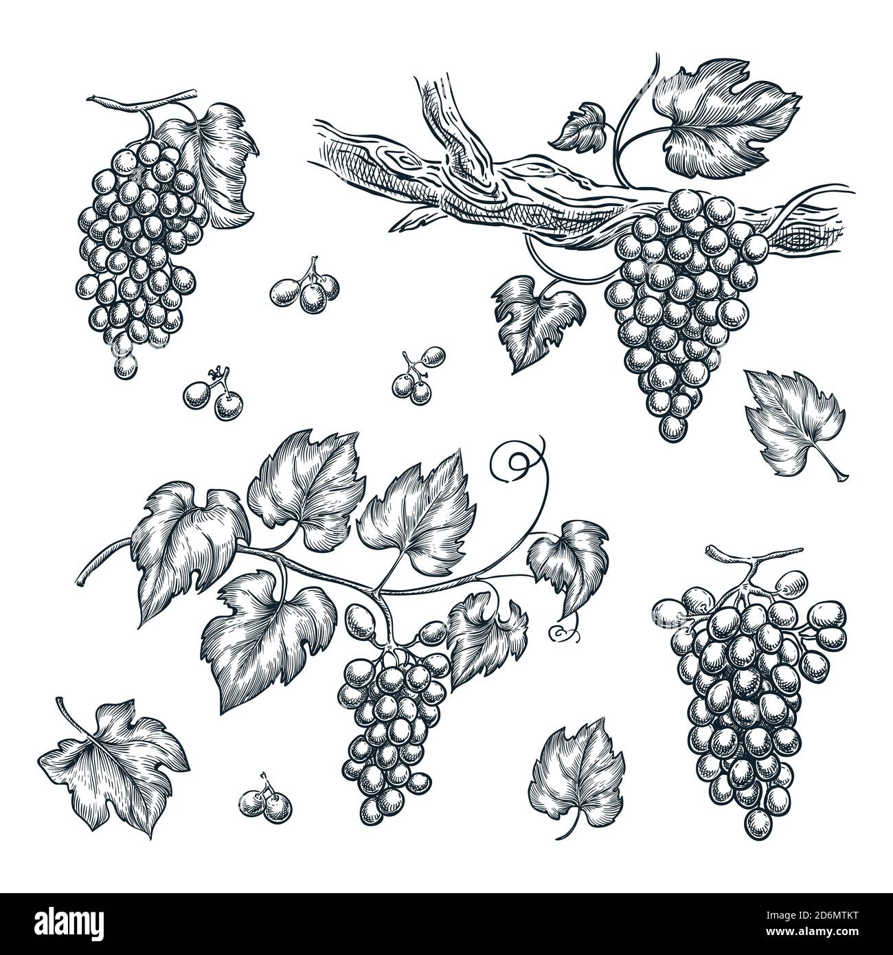 Illustration de l'esquisse vectorielle raisin sur vigne. Éléments de conception isolés dessinés à la main. Illustration de Vecteur