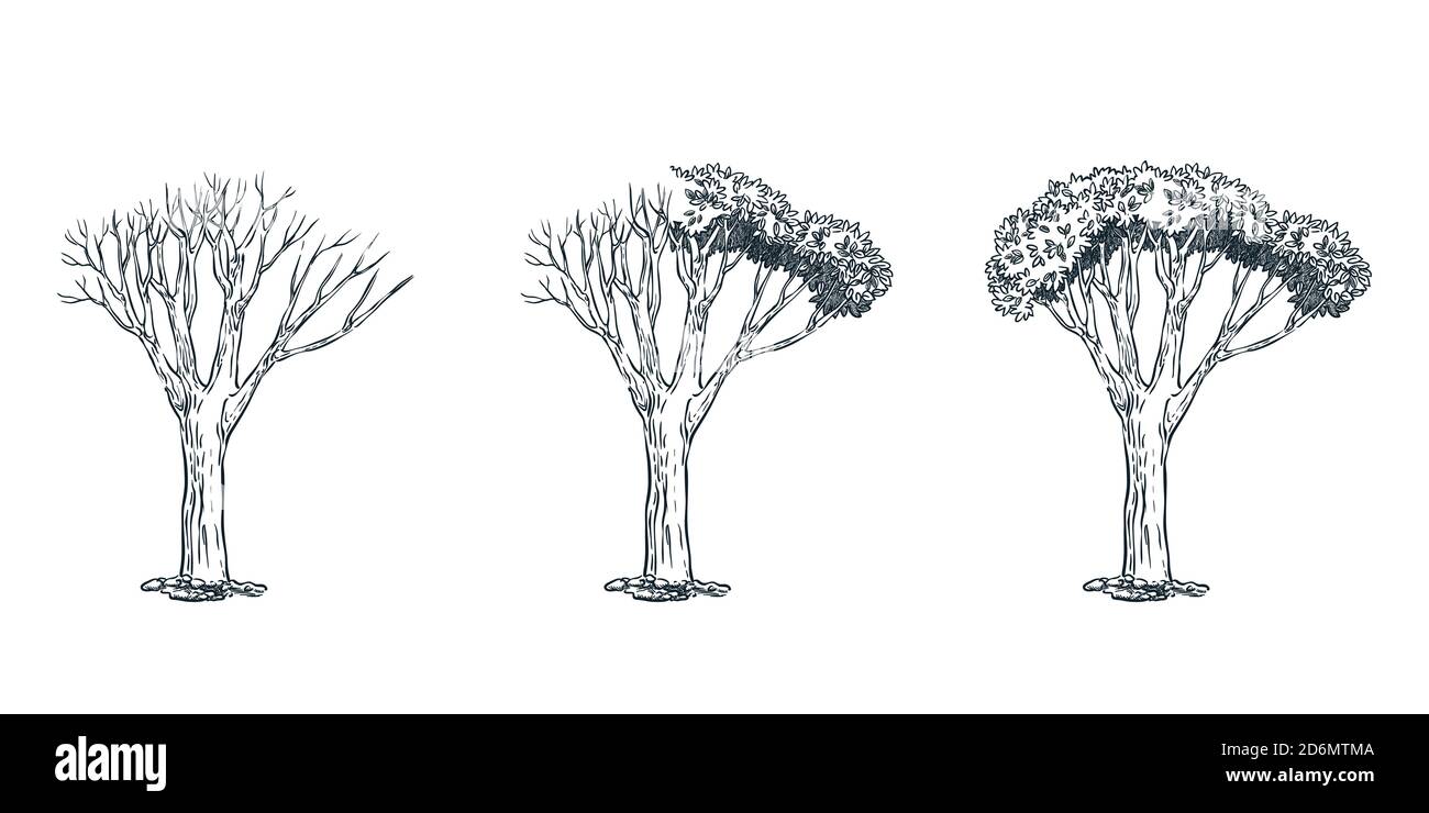 Concept d'arbre mort et de vie. Illustration d'esquisse vectorielle dessinée à la main. Séchez l'arbre d'un côté et l'arbre avec le feuillage de l'autre côté. Illustration de Vecteur