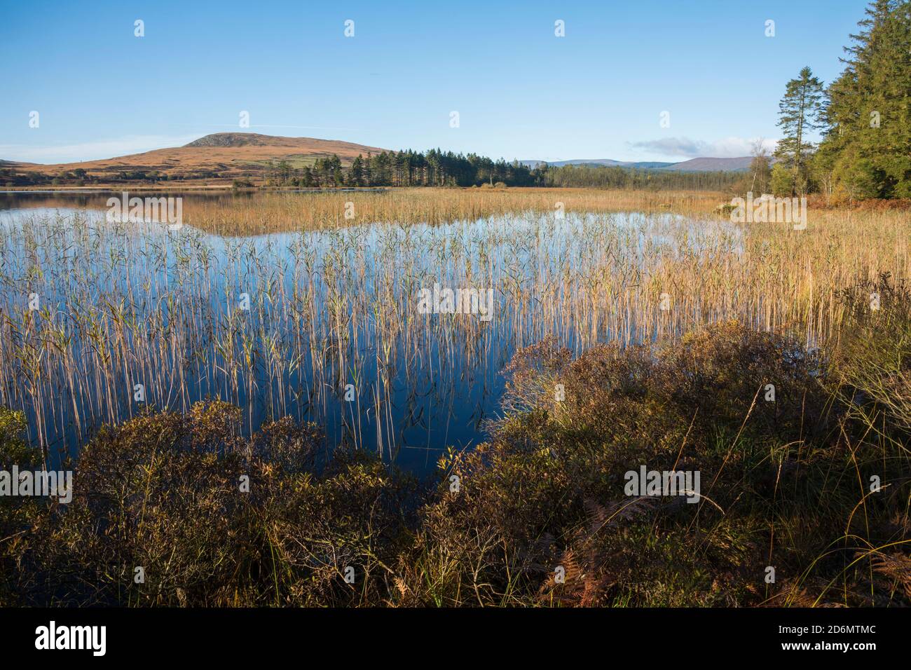 Stroan Loch en automne, Galloway Forest, Dumfries & Galloway, Écosse Banque D'Images