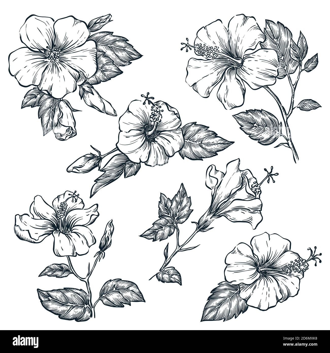 Ensemble de fleurs tropicales, illustration d'esquisse vectorielle. Éléments de nature tropicale dessinés à la main et motifs floraux. Hibiscus isolé sur fond blanc. Illustration de Vecteur Ensemble de fleurs tropicales, illustration d'esquisse vectorielle. Éléments de nature tropicale dessinés à la main et motifs floraux. Hibiscus isolé sur fond blanc. Illustration de Vecteur