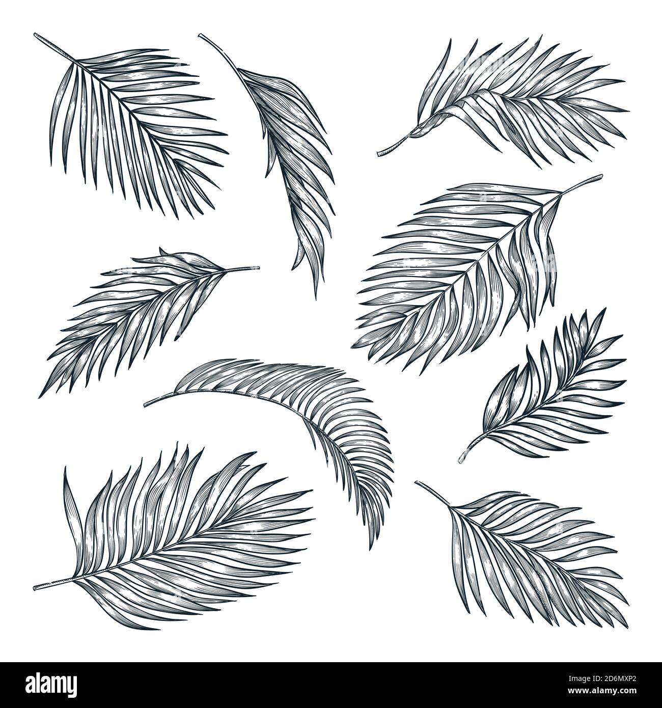 Ensemble de feuilles de noix de coco tropicales, isolées sur fond blanc. Illustration d'esquisse vectorielle. Éléments de nature tropicale dessinés à la main et motifs floraux. Illustration de Vecteur