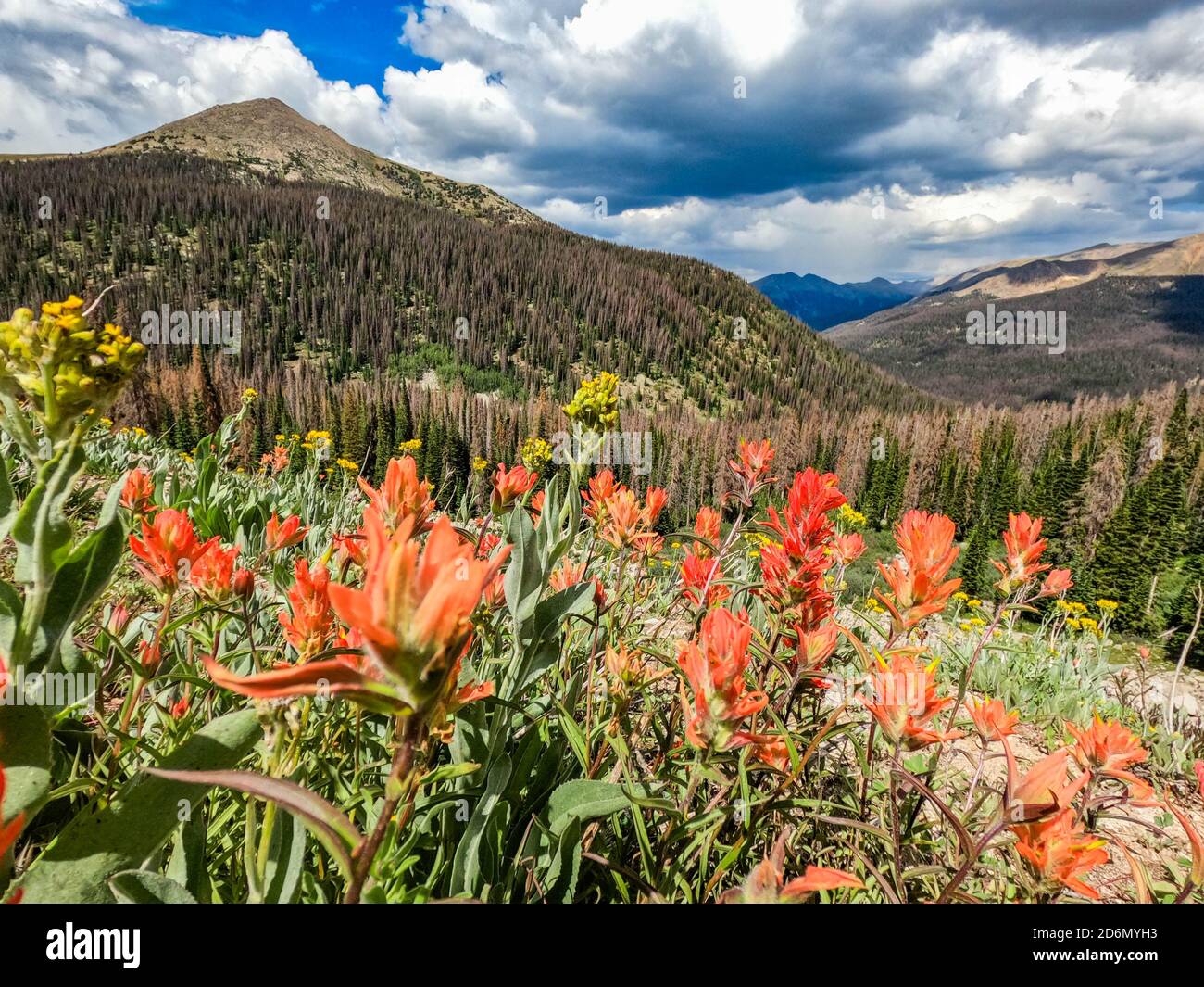 Pinceau indien (Castilleja) sur le col de Kokomo, le sentier du Colorado, Breckenridge, Colorado Banque D'Images