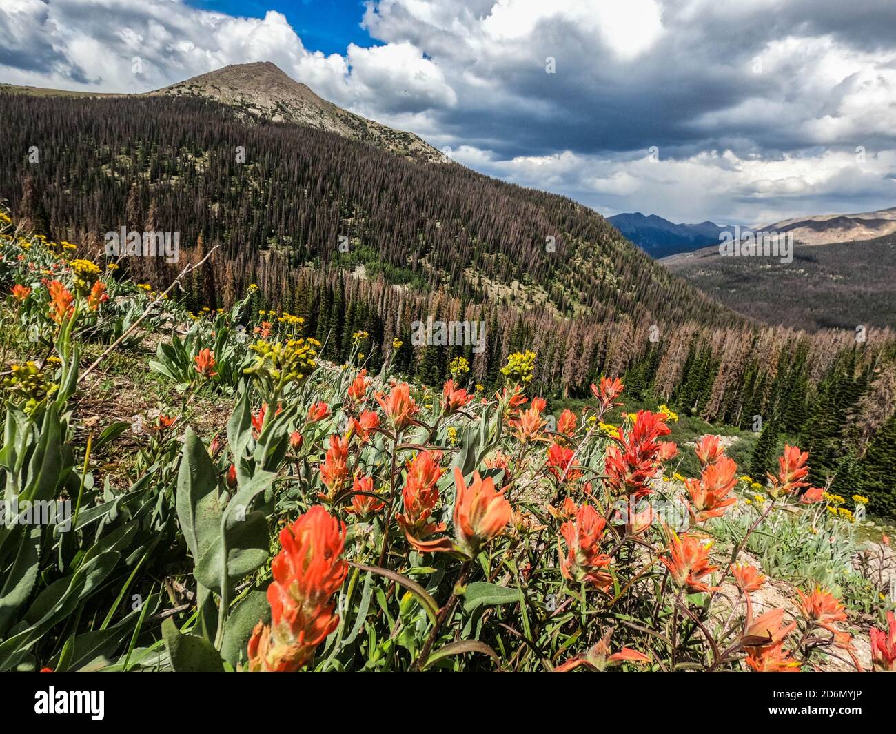 Pinceau indien (Castilleja) sur le col de Kokomo, le sentier du Colorado, Breckenridge, Colorado Banque D'Images