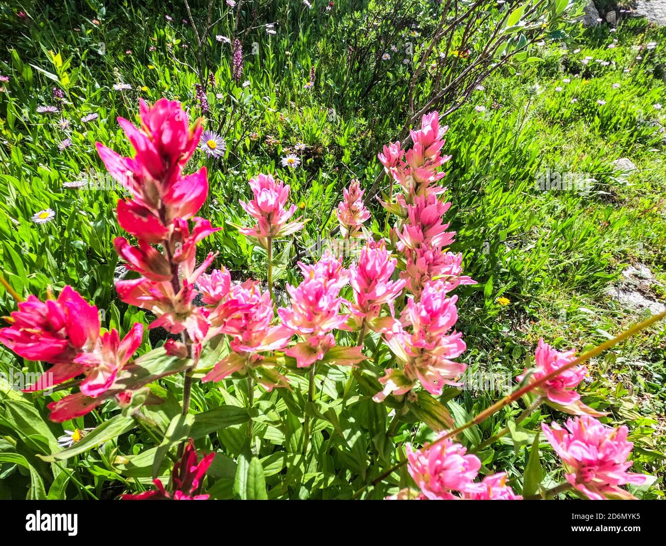 Pinceau indien (Castilleja) sur le col de Kokomo, le sentier du Colorado, Breckenridge, Colorado Banque D'Images