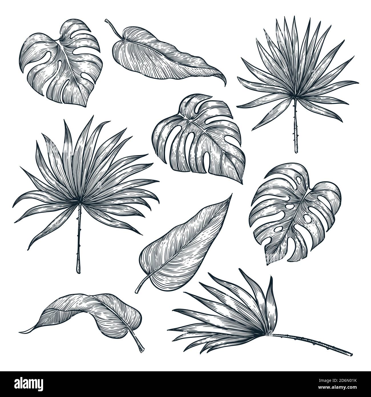Ensemble de feuilles de plantes tropicales, isolé sur fond blanc. Illustration d'esquisse vectorielle. Éléments de nature tropicale dessinés à la main et motifs floraux. Illustration de Vecteur