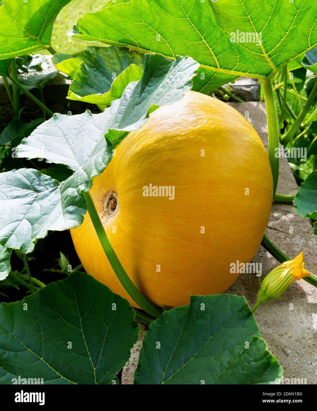 Plante de citrouille. Citrouille avec des feuilles vertes poussant dans le potager. Banque D'Images