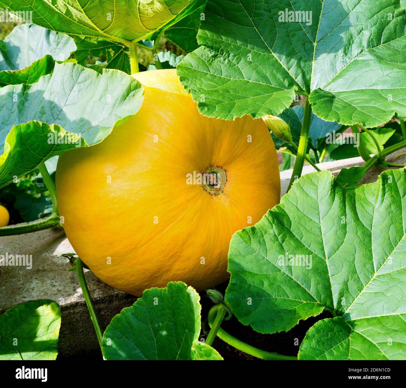 Plante de citrouille. Citrouille avec des feuilles vertes poussant dans le potager. Banque D'Images