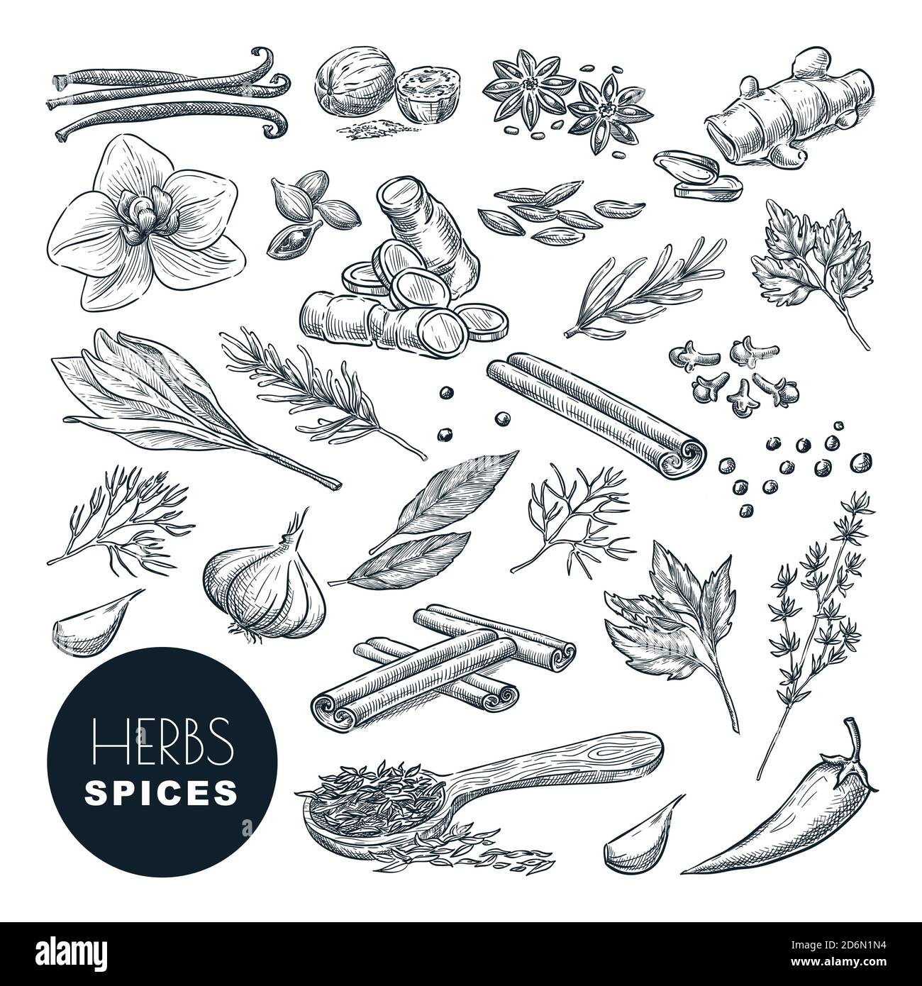Ensemble d'épices et d'herbes. Illustration d'esquisse vectorielle dessinée à la main, isolée sur fond blanc. Cannelle, poivre, anis, clou de girofle, gingembre, icônes de cuisine et d Illustration de Vecteur