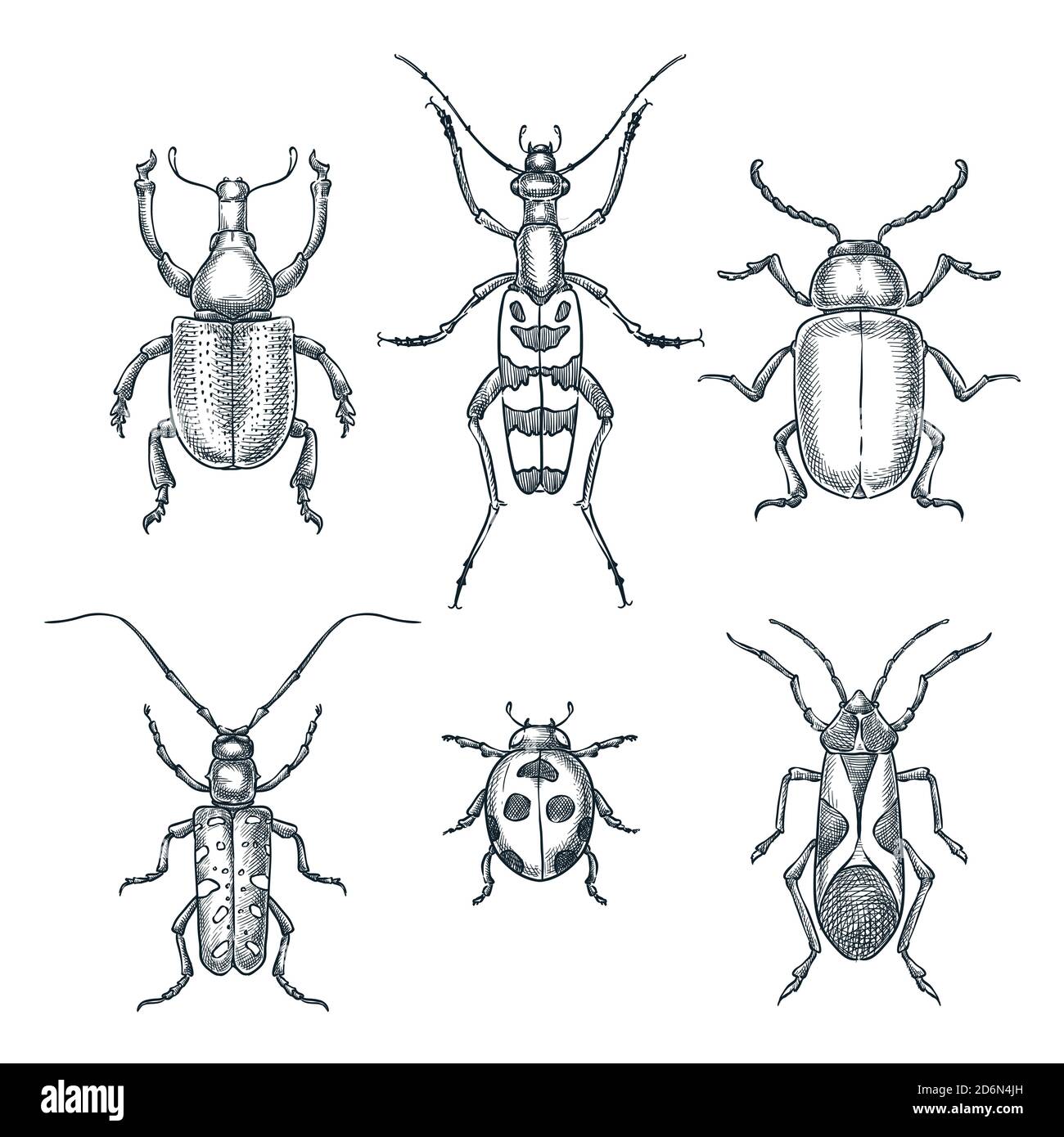 Illustration d'un schéma vectoriel de coléoptères et de bogues. Ensemble d'insectes dessinés à la main isolés sur fond blanc. Illustration de Vecteur