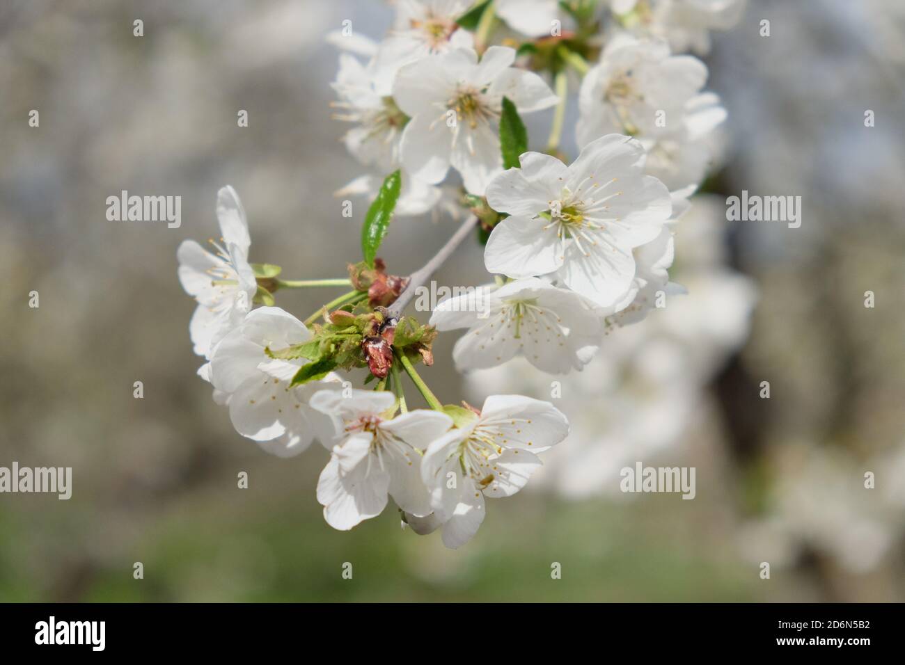 Une branche d'un cerisier en fleur. Inflorescence des fleurs de cerisier blanc au printemps. Banque D'Images