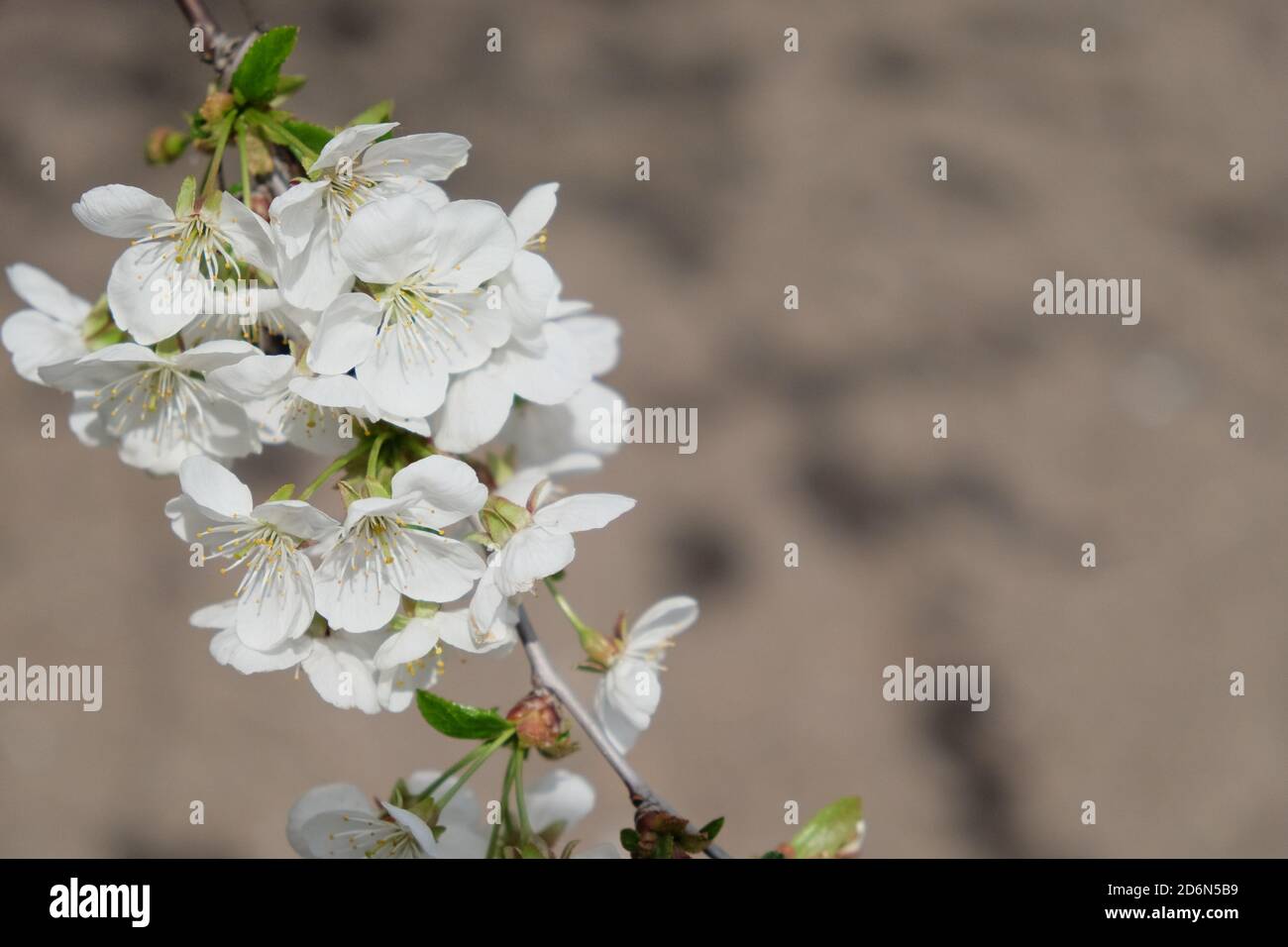 Une branche d'un cerisier en fleur. Inflorescence des fleurs de cerisier blanc au printemps. Banque D'Images