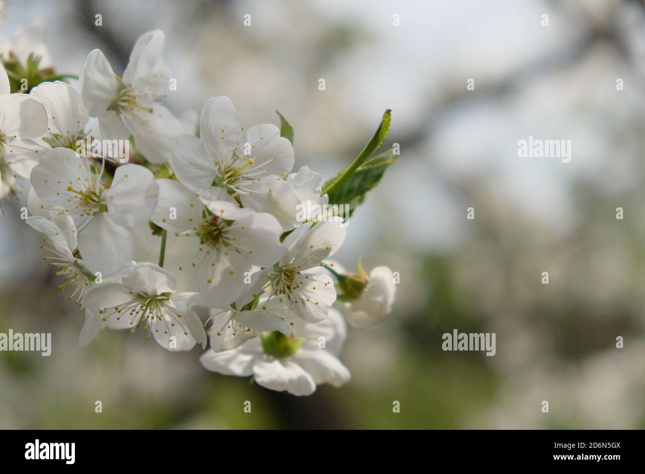 Une branche d'un cerisier en fleur. Inflorescence des fleurs de cerisier blanc au printemps. Banque D'Images