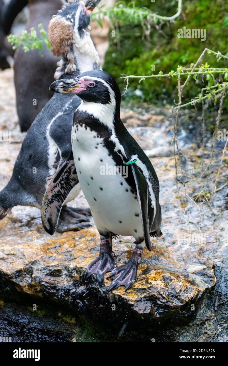 vue sur le pingouin dans le parc zoologique Banque D'Images