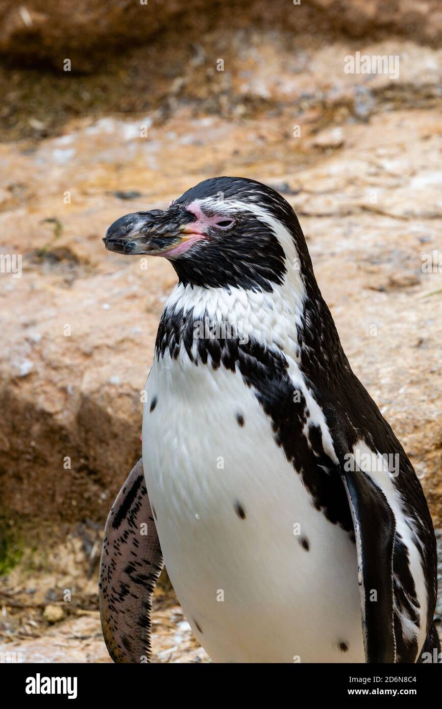 vue sur le pingouin dans le parc zoologique Banque D'Images