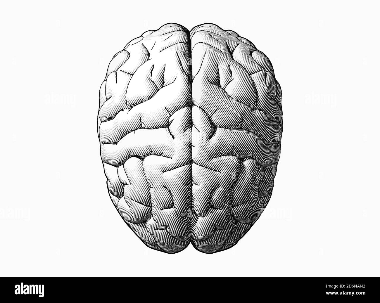 Gravure de la vue de dessus du cerveau en couleur monochrome isolée sur blanc arrière-plan Banque D'Images