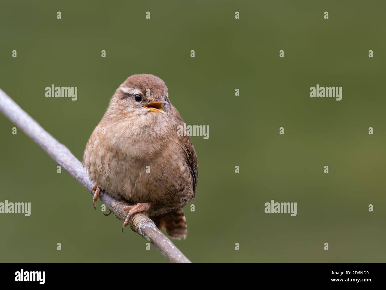 Des profils troglodyte mignon (Troglodytes troglodytes) perché sur une branche à la fin de l'hiver dans la région de West Sussex, UK. Banque D'Images