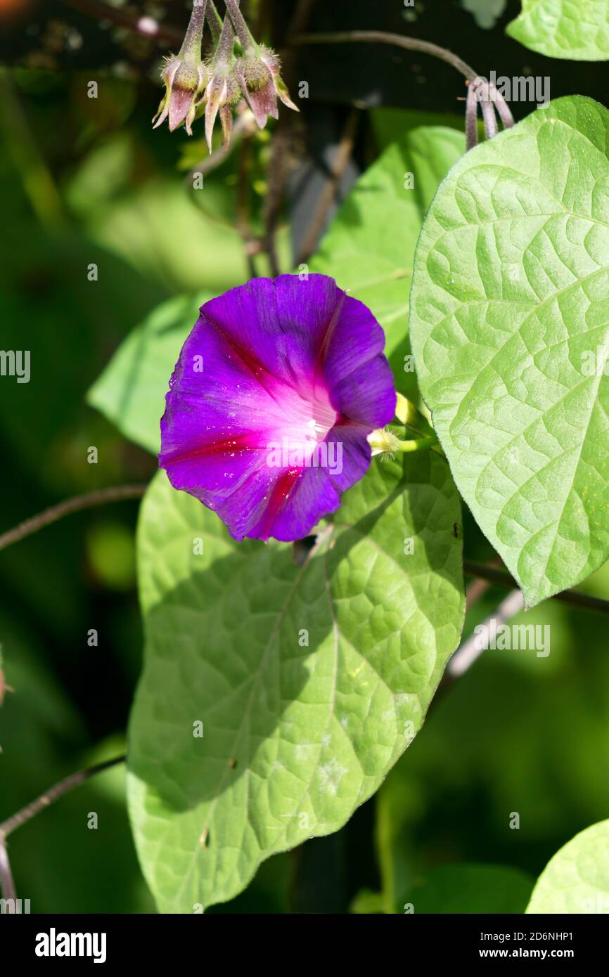 Fleurs violettes de la gloire du matin en été dans le jardin. Banque D'Images
