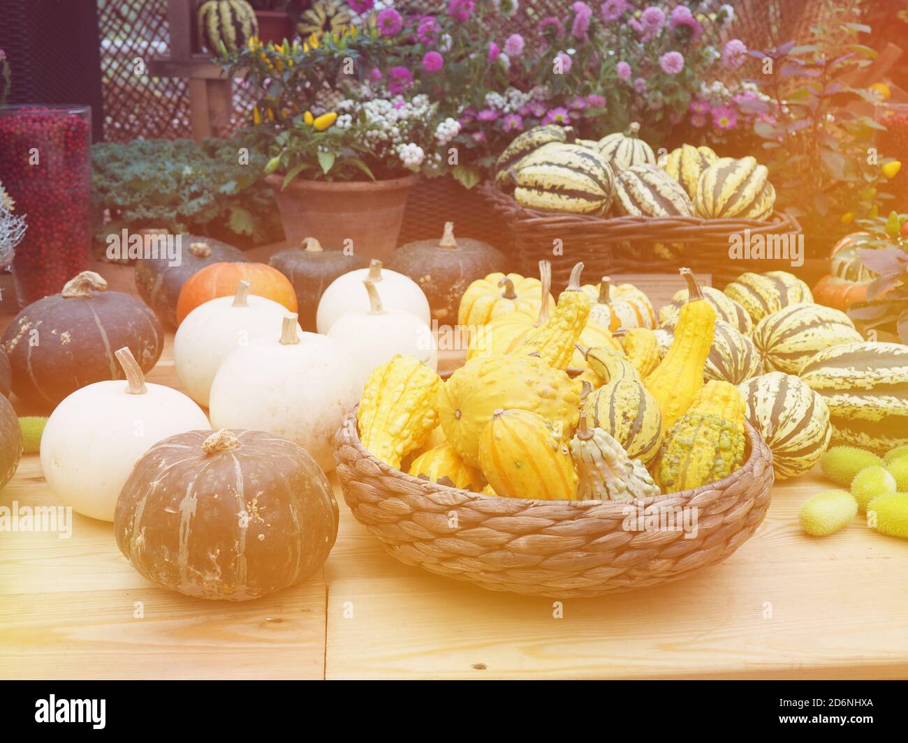 la récolte, la citrouille d'automne différent style de vie. Banque D'Images
