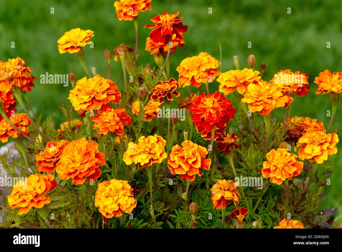 Fleurs marigolées multicolores dans le jardin sur le lit à fleurs. Banque D'Images